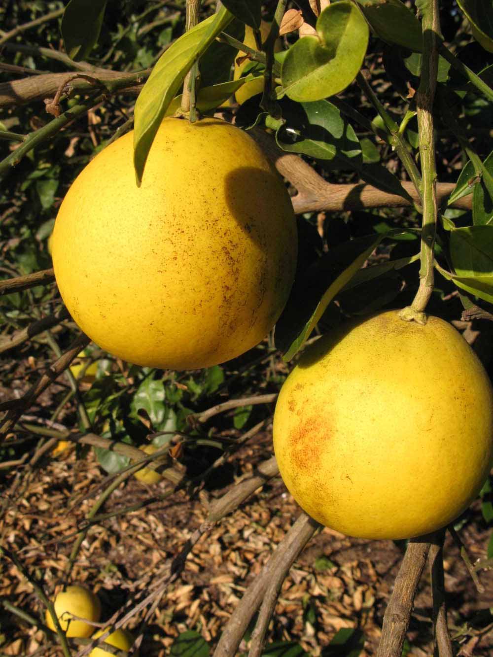            Fruit (Winter Haven, FL)   